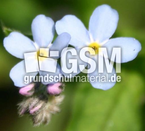 Vergissmeinnicht-Bluete.jpg
